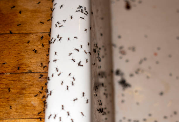 Wasp Removal Services in Plainfield, IN
